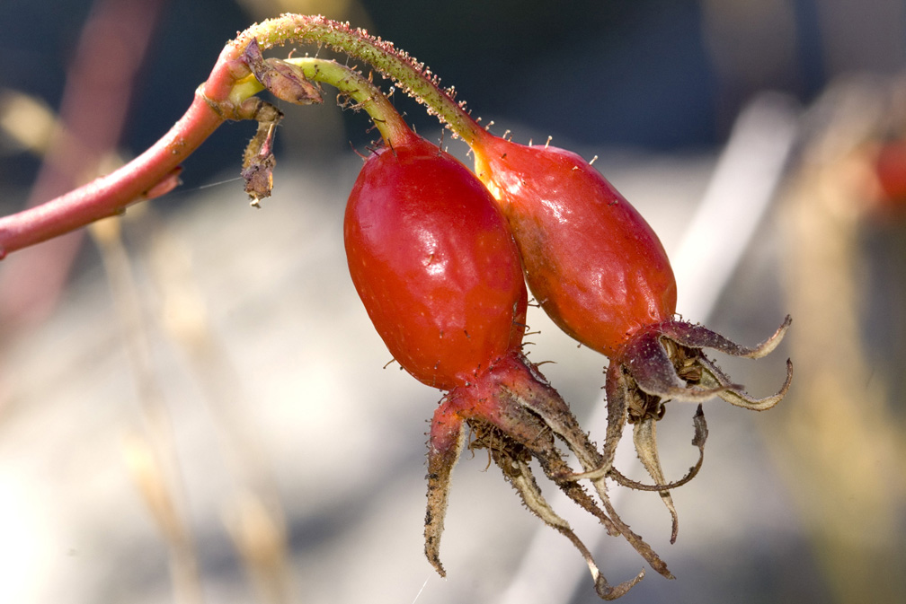 Rosa pendulina   /  Rosa alpina